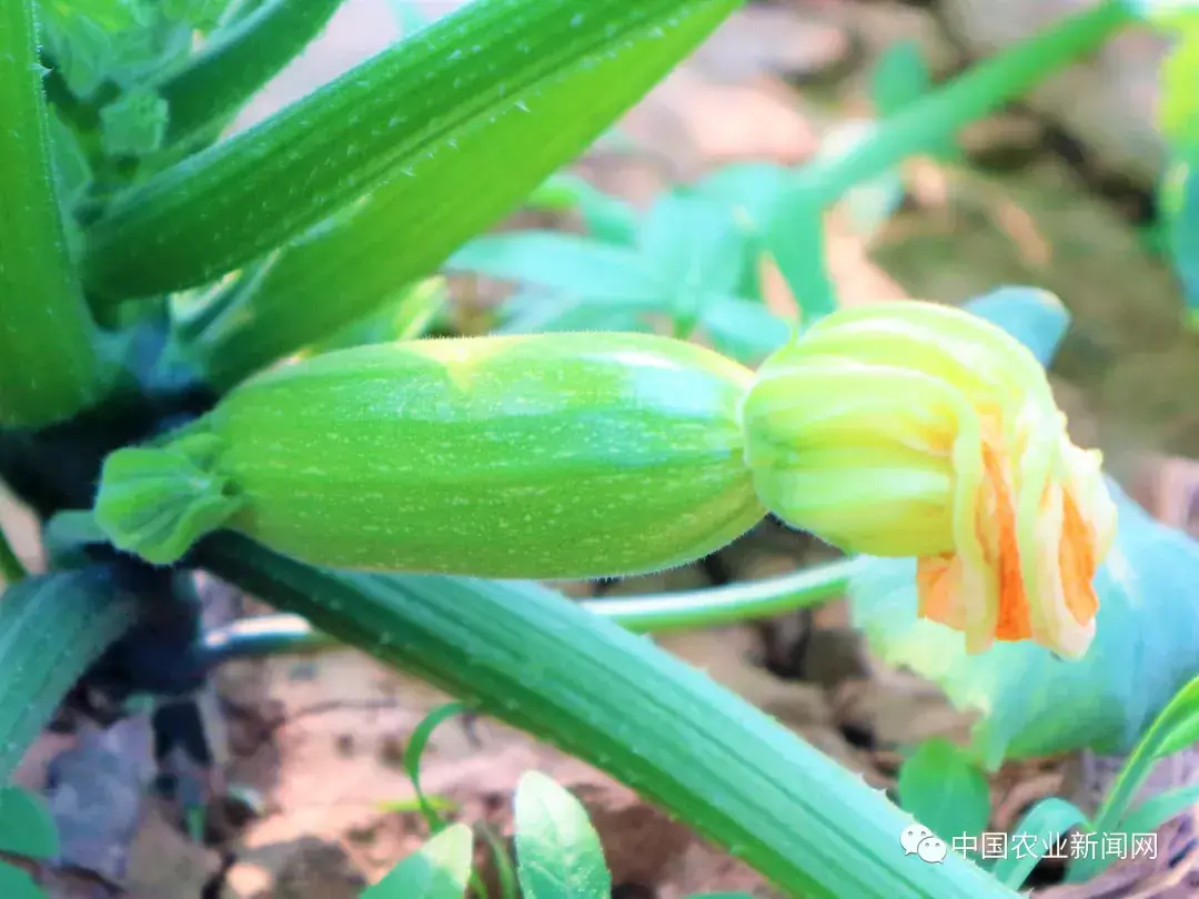 致富经种蔬菜种出千万财富_农村种植蔬菜致富方案_农民种植致富蔬菜