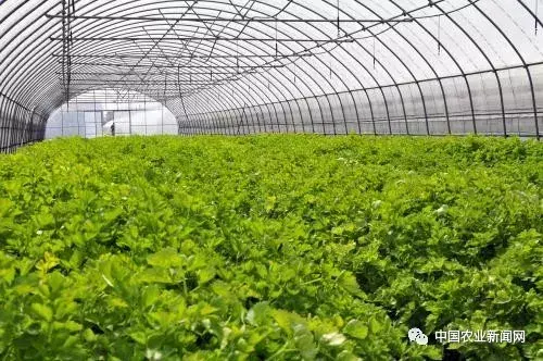 农民种植致富蔬菜_农村种植蔬菜致富方案_致富经种蔬菜种出千万财富