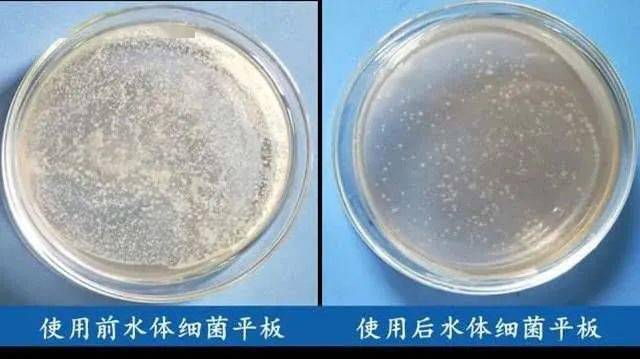 致富经淡水虾养殖视频_致富虾养殖_致富经养殖虾