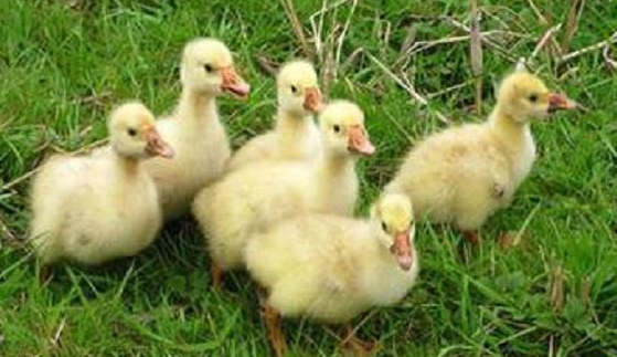 肉鸭网上养殖技术视频_2021年肉鸭养殖前景如何_肉鸭养殖技术网
