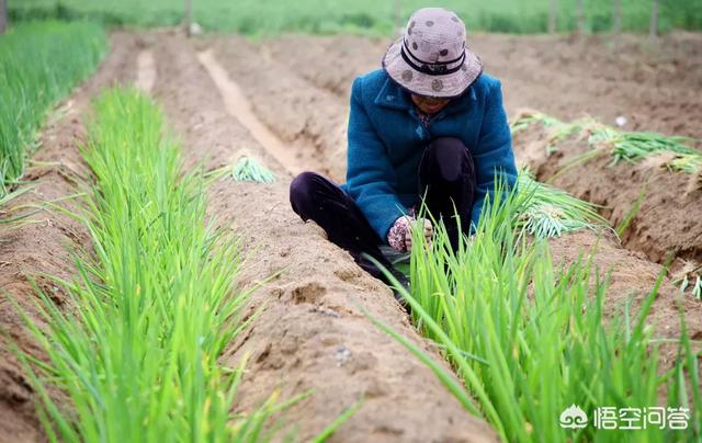 种植白薯致富历程_白薯的种植_种植白薯怎么能高产