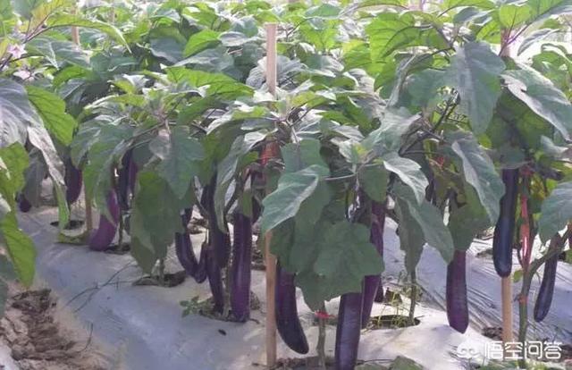 种植白薯致富历程_种植白薯怎么能高产_白薯的种植