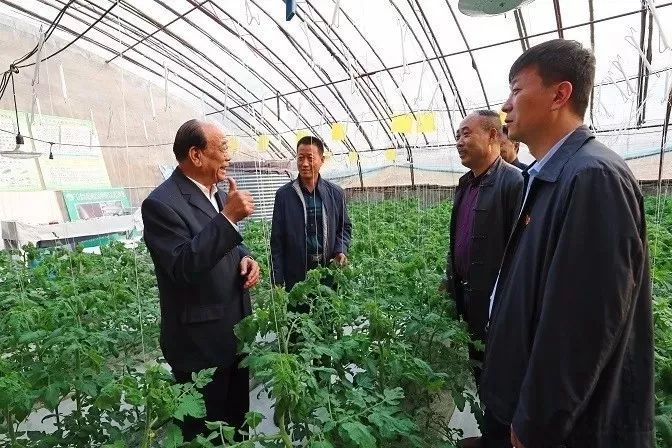【党旗正红映潍坊】扎根大棚打造“蔬菜联合国”