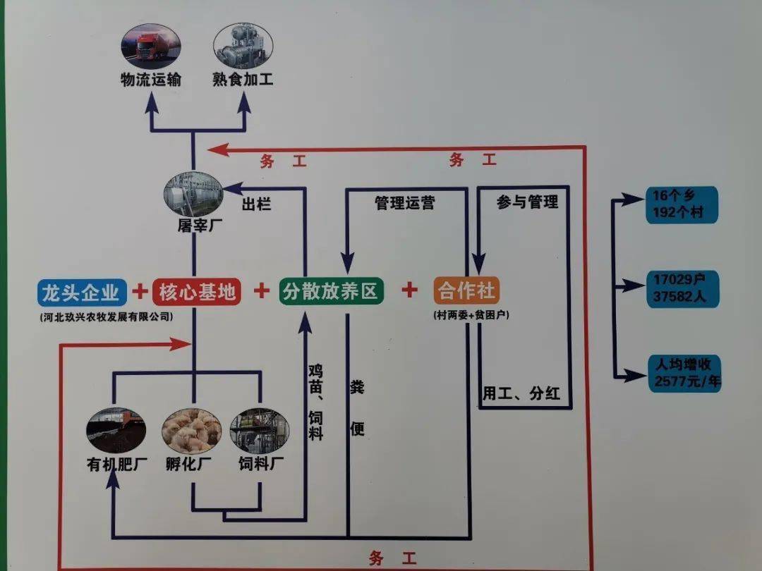 农村创业养殖山鸡_深山致富鸡养殖_致富养殖深山鸡怎么样