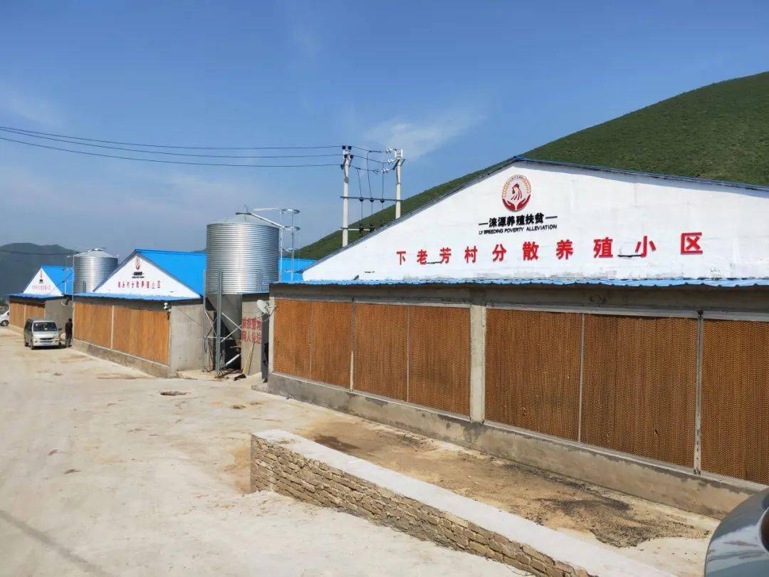 深山致富鸡养殖_农村创业养殖山鸡_致富养殖深山鸡怎么样