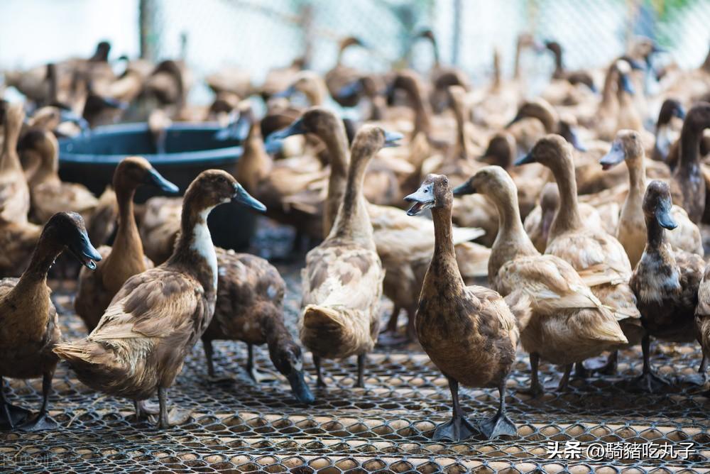 2021年肉鸭养殖前景如何_肉鸭养殖视频肉鸭养殖技术_肉鸭养殖技术网