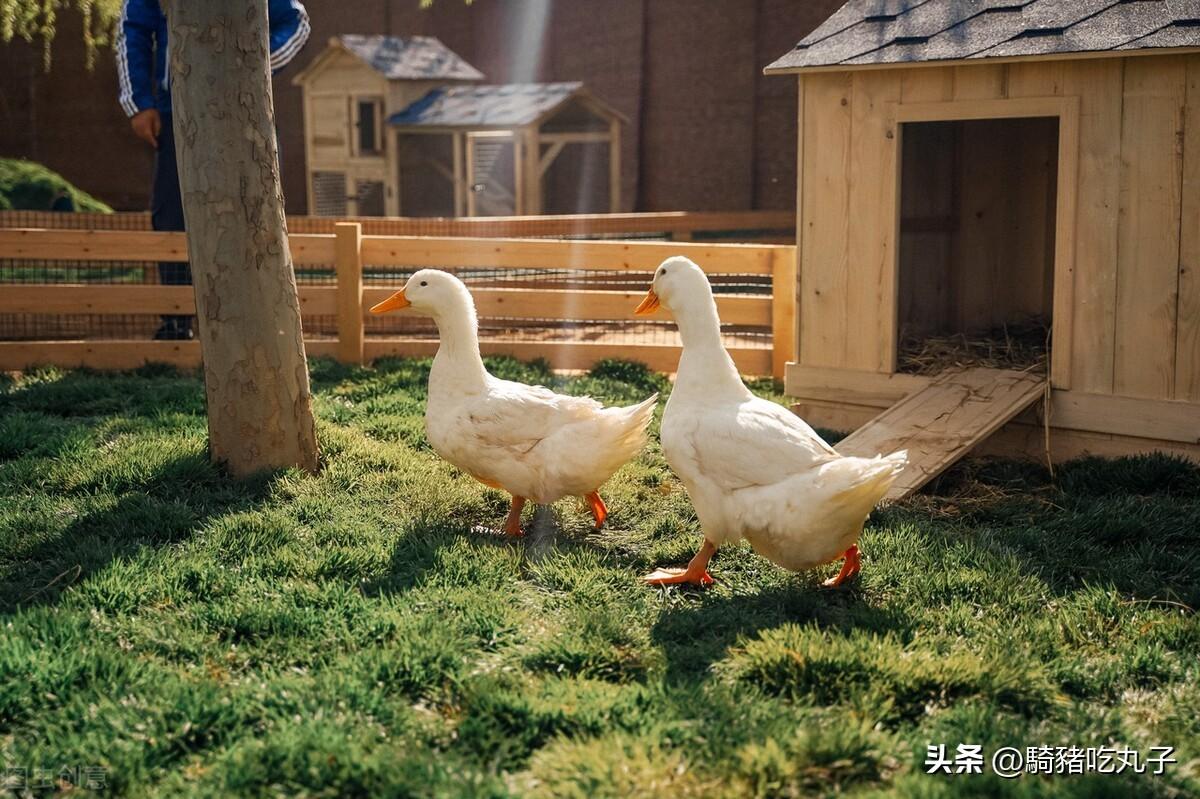 肉鸭养殖视频肉鸭养殖技术_肉鸭养殖技术网_2021年肉鸭养殖前景如何
