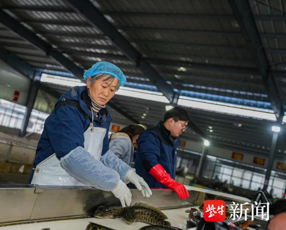 养殖黑鱼的前景与利润_黑鱼养殖致富_致富养殖黑鱼怎么样