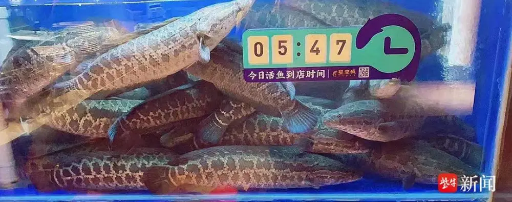 致富养殖黑鱼怎么样_养殖黑鱼的前景与利润_黑鱼养殖致富