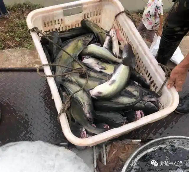 养殖鳇鱼_致富经鮰鱼养殖_养殖鳊鱼