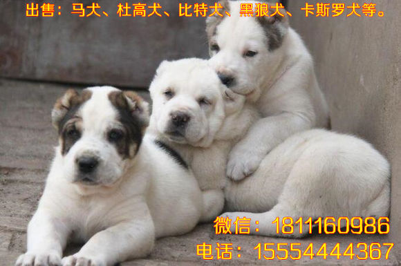 杜高犬的电影_致富经杜高犬视频_杜高犬价钱