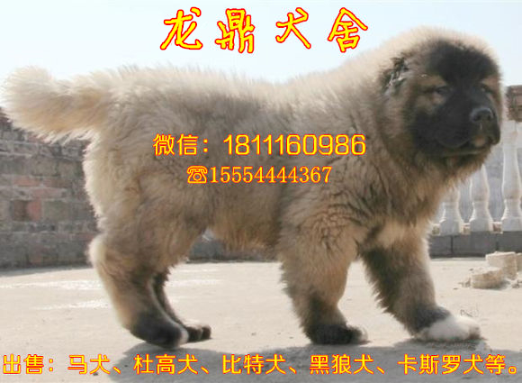 杜高犬价钱_杜高犬的电影_致富经杜高犬视频