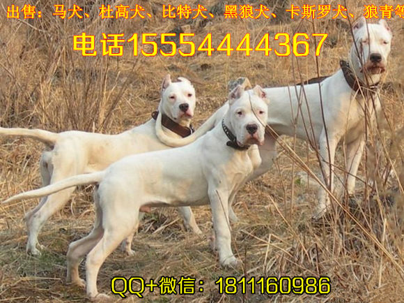 致富经杜高犬视频_杜高犬的电影_杜高犬价钱