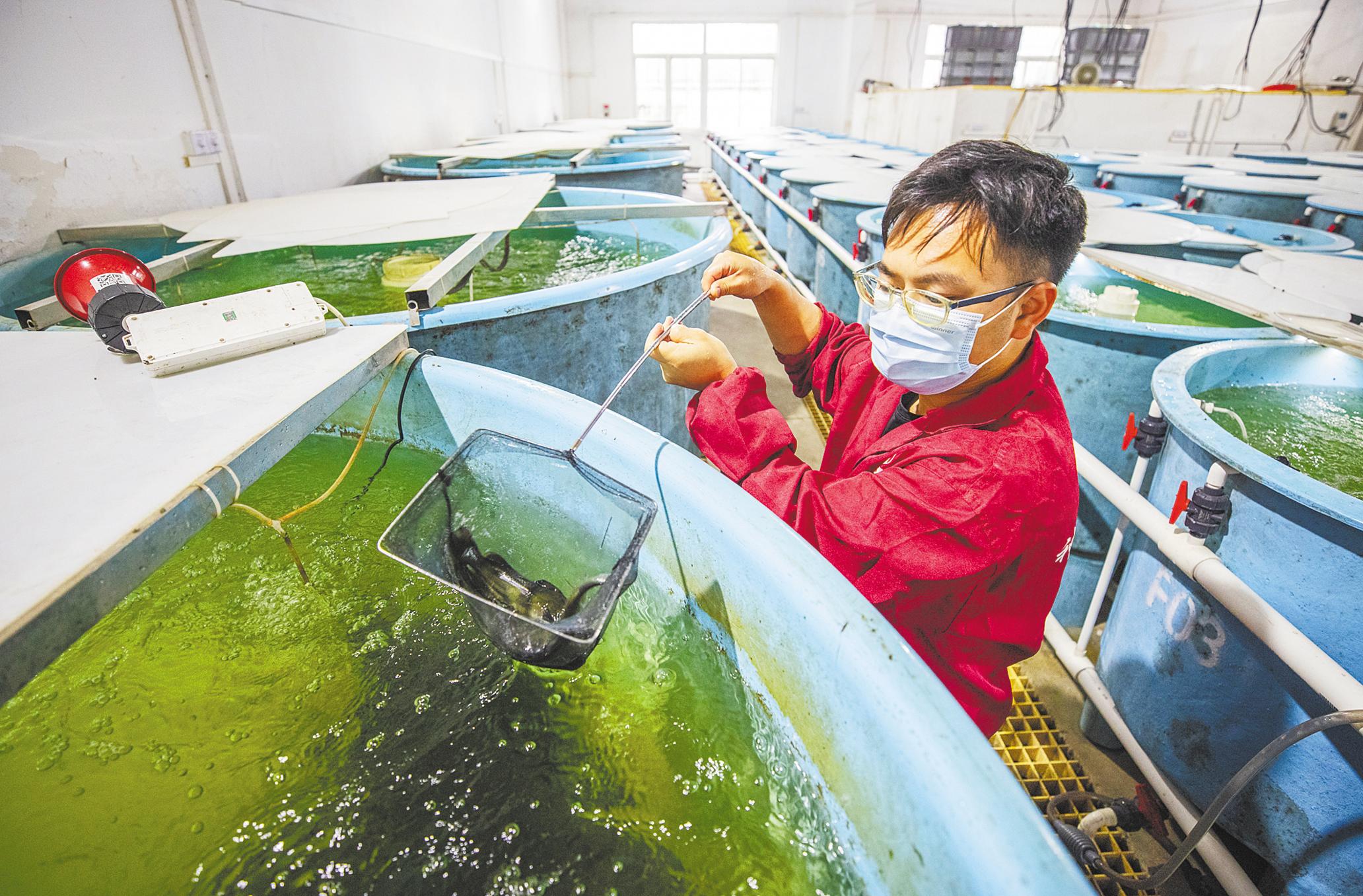 青鱼养殖技术书籍_养殖青鱼的技术和视频_青鱼养殖技术致富经