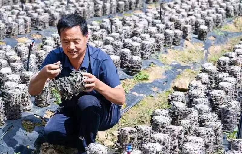 黑木耳致富经_黑木耳前景_黑木耳药材