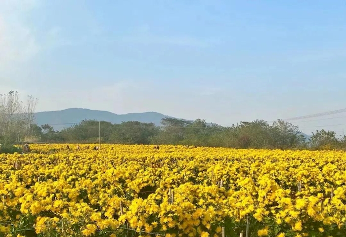 安徽巢湖：菊花种植拓宽致富路