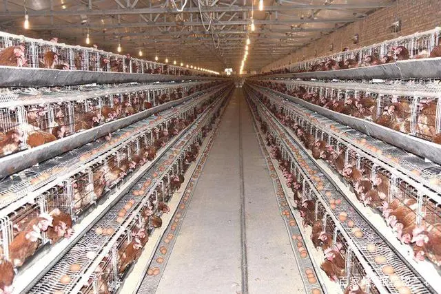 专业养蛋鸡的产蛋能产几个月_产蛋鸡的饲养标准_蛋鸡产蛋期间养殖技术