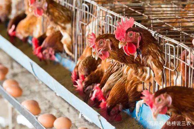 产蛋鸡的饲养标准_蛋鸡产蛋期间养殖技术_专业养蛋鸡的产蛋能产几个月
