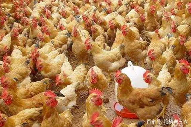 产蛋鸡的饲养标准_专业养蛋鸡的产蛋能产几个月_蛋鸡产蛋期间养殖技术