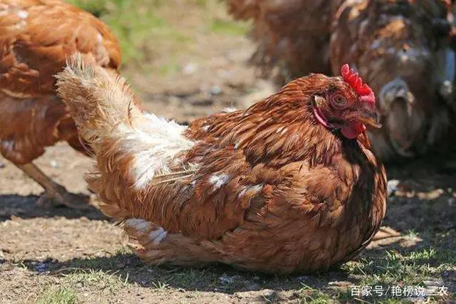 产蛋鸡的饲养标准_蛋鸡产蛋期间养殖技术_专业养蛋鸡的产蛋能产几个月