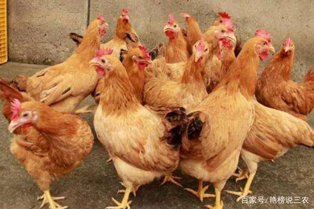 产蛋鸡的饲养标准_专业养蛋鸡的产蛋能产几个月_蛋鸡产蛋期间养殖技术