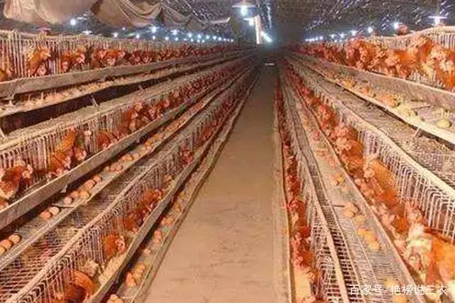 专业养蛋鸡的产蛋能产几个月_产蛋鸡的饲养标准_蛋鸡产蛋期间养殖技术