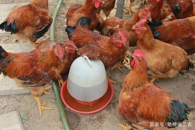 专业养蛋鸡的产蛋能产几个月_蛋鸡产蛋期间养殖技术_产蛋鸡的饲养标准