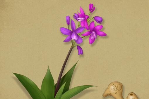 【致富】2018年种植什么药材前景好最赚钱呢？
