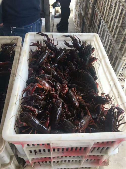养殖小龙虾每亩投入多少？产出比如何？最专业的小龙虾亩均利润分析！