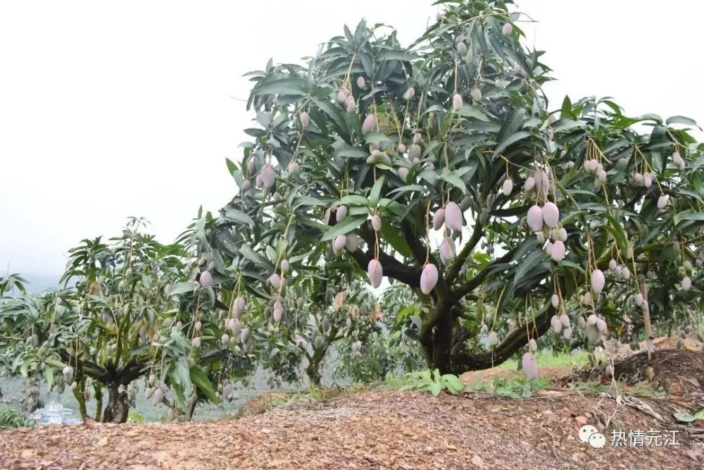 当归种植致富项目_当归种植前景_当归药材种植