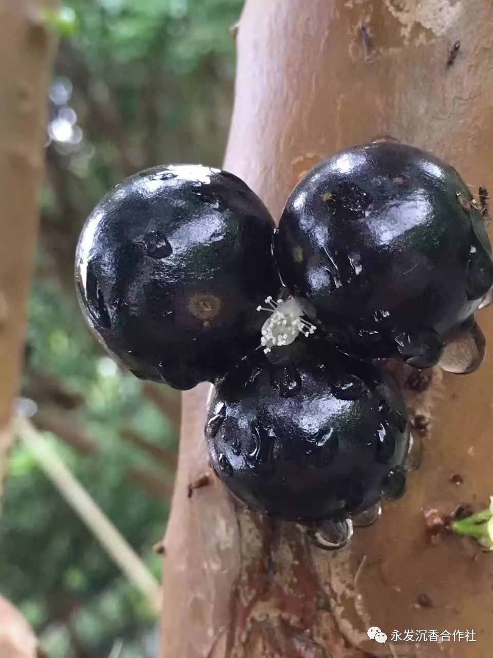 种植葡萄树技术要点_种植葡萄树技术与管理_树葡萄如何种植技术