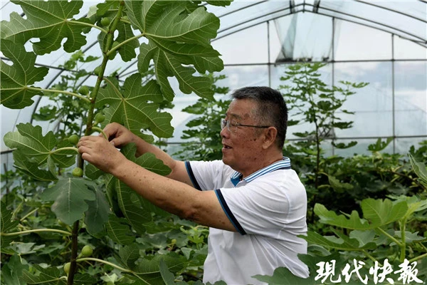 农民致富种植项目_致富种植农民技术新闻报道_农民种植致富新技术