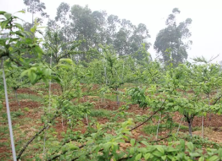 树葡萄如何种植技术_种植葡萄树技术要点_种植葡萄的技术