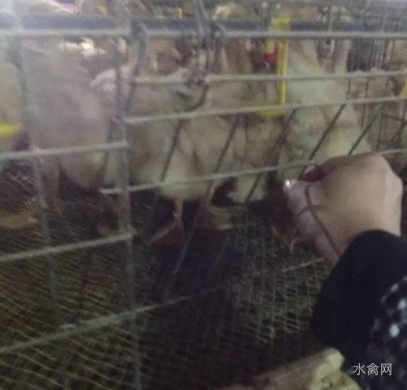 鸭养殖技术视频_鸭养殖技术看什么书比较好_养殖技术鸭