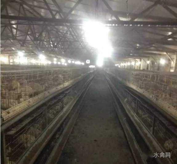 鸭养殖技术看什么书比较好_鸭养殖技术视频_养殖技术鸭