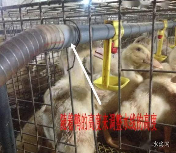 鸭养殖技术视频_鸭养殖技术看什么书比较好_养殖技术鸭