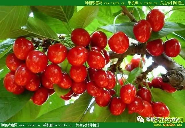 大樱桃种植前景及关键技术