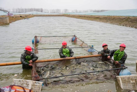 奋进的春天 | 江苏如皋：鱼跃长三角，小黑鱼翻起“致富浪”