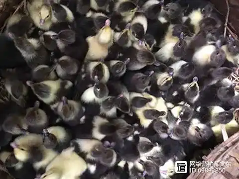 昆明鸭苗养殖|进鸭苗前需要准备什么？