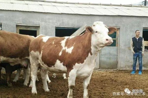 养殖技术视频教学_养殖元技术_养殖技术吧