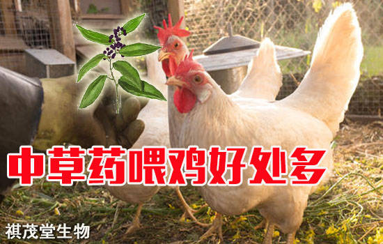 养鸡场防治鸡病必备的中草药配方集锦，用中草药养鸡喂鸡的好处竟然这么多！