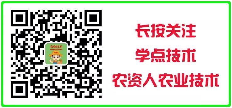 卷心菜种植技术与时间_种植卷心菜技术时间多久_种植卷心菜技术时间多长