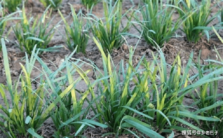 致富韭菜种植技术视频教程_致富韭菜种植技术视频_韭菜种植技术致富经