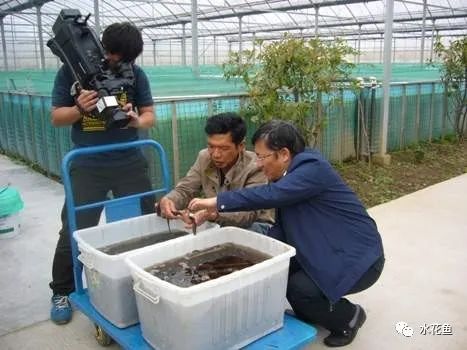 黄鳝养殖致富经_致富养殖黄鳝技术视频_黄鳝养殖技术致富经