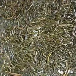 黄鳝养殖技术致富经_致富养殖黄鳝技术视频_黄鳝养殖致富经