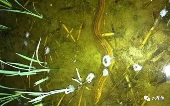 黄鳝养殖致富经_黄鳝养殖技术致富经_致富养殖黄鳝技术视频