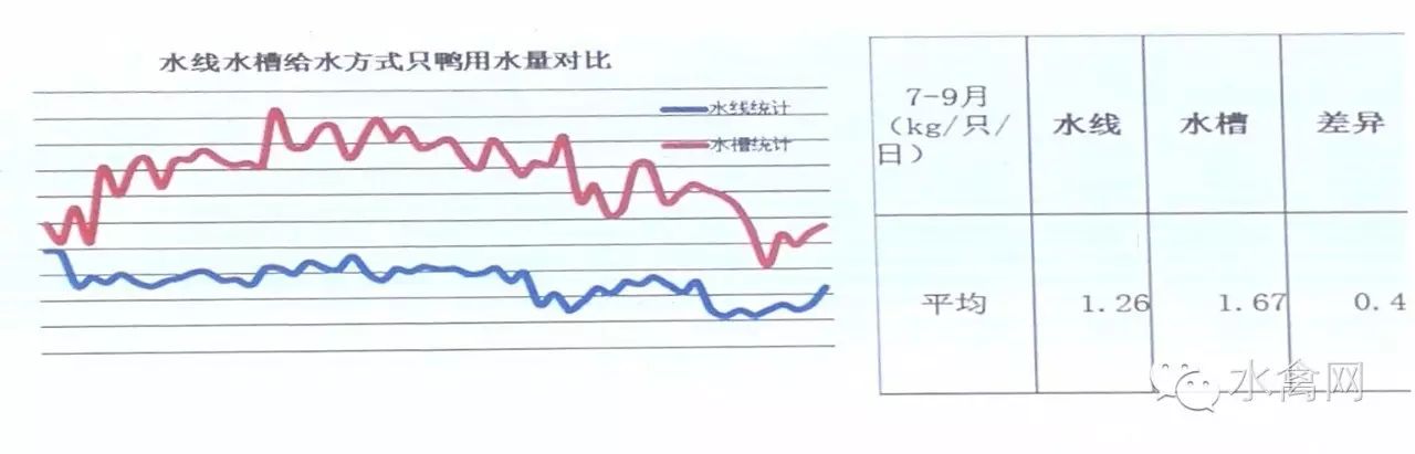 鸭子养殖技术ppt课件免费_鸭子养殖技术鸭子养殖方法_鸭子养殖技术ppt