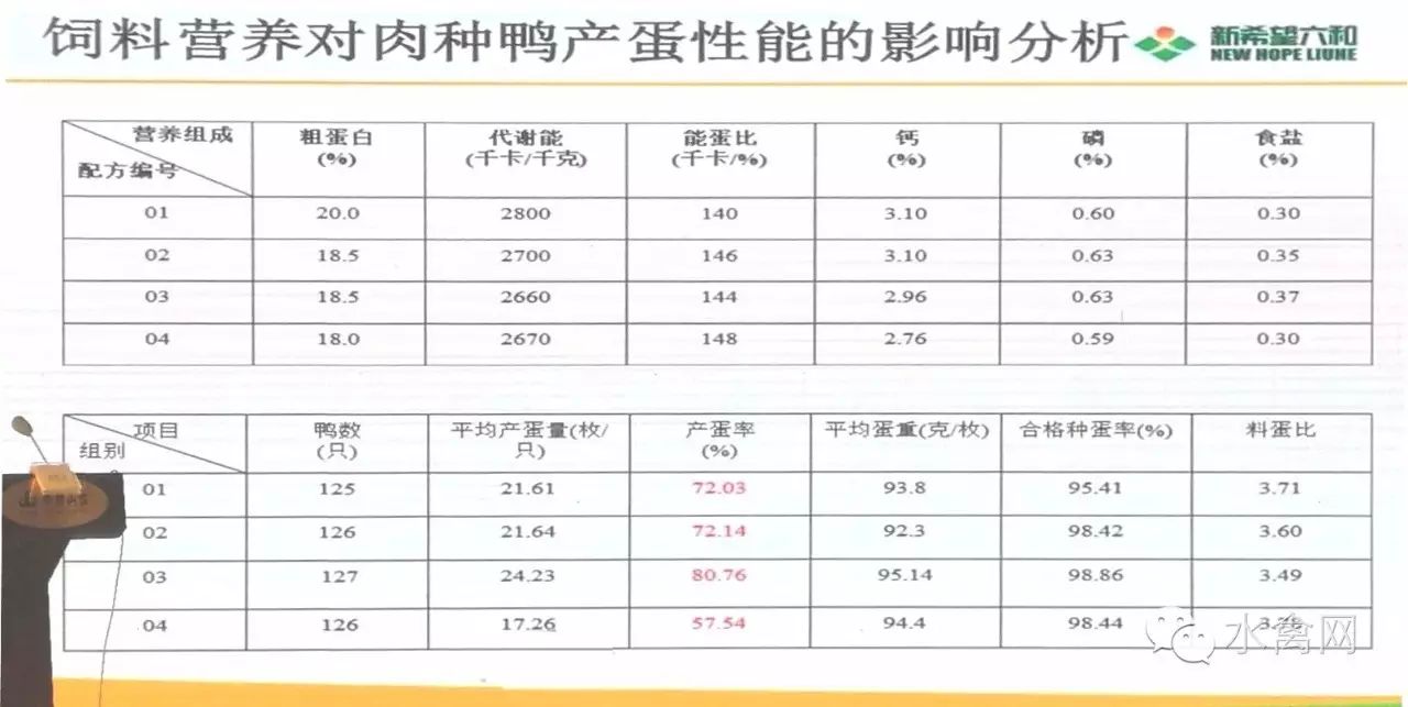 鸭子养殖技术ppt_鸭子养殖技术ppt课件免费_鸭子养殖技术鸭子养殖方法