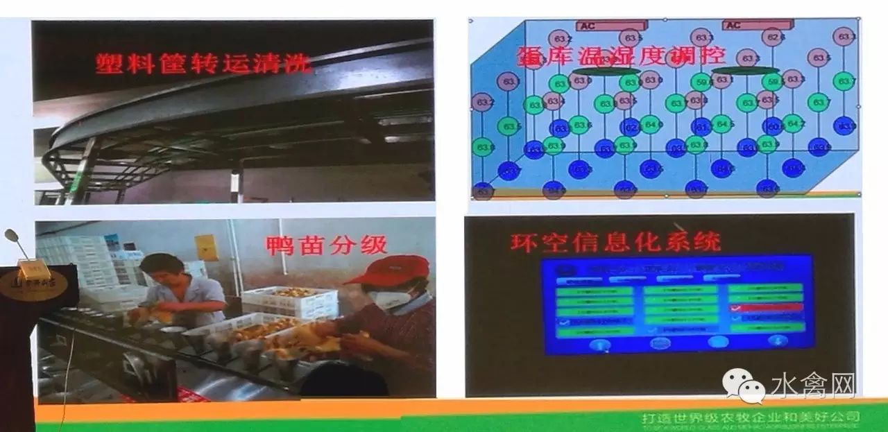 鸭子养殖技术ppt_鸭子养殖技术鸭子养殖方法_鸭子养殖技术ppt课件免费