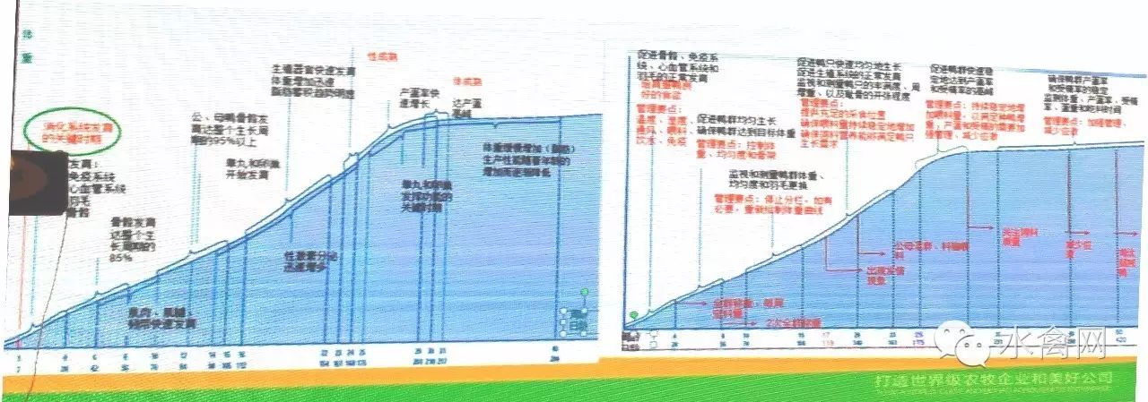 鸭子养殖技术ppt课件免费_鸭子养殖技术ppt_鸭子养殖技术鸭子养殖方法